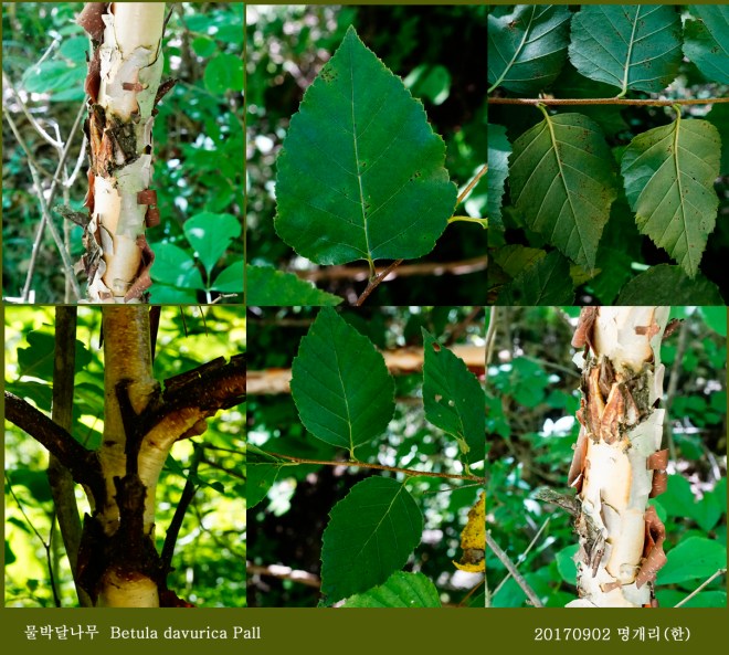 69-물박달나무-  0902-2017 오대산명개리 (한)00001.jpg