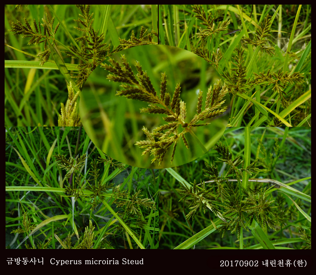 7-금방동사니  0902-2017 동홍천휴게소 (한)002.jpg