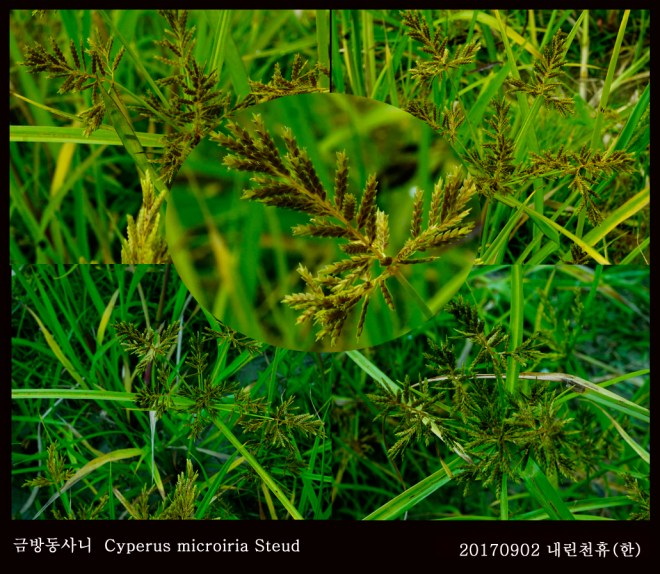 7-금방동사니  0902-2017 동홍천휴게소 (한)002.jpg