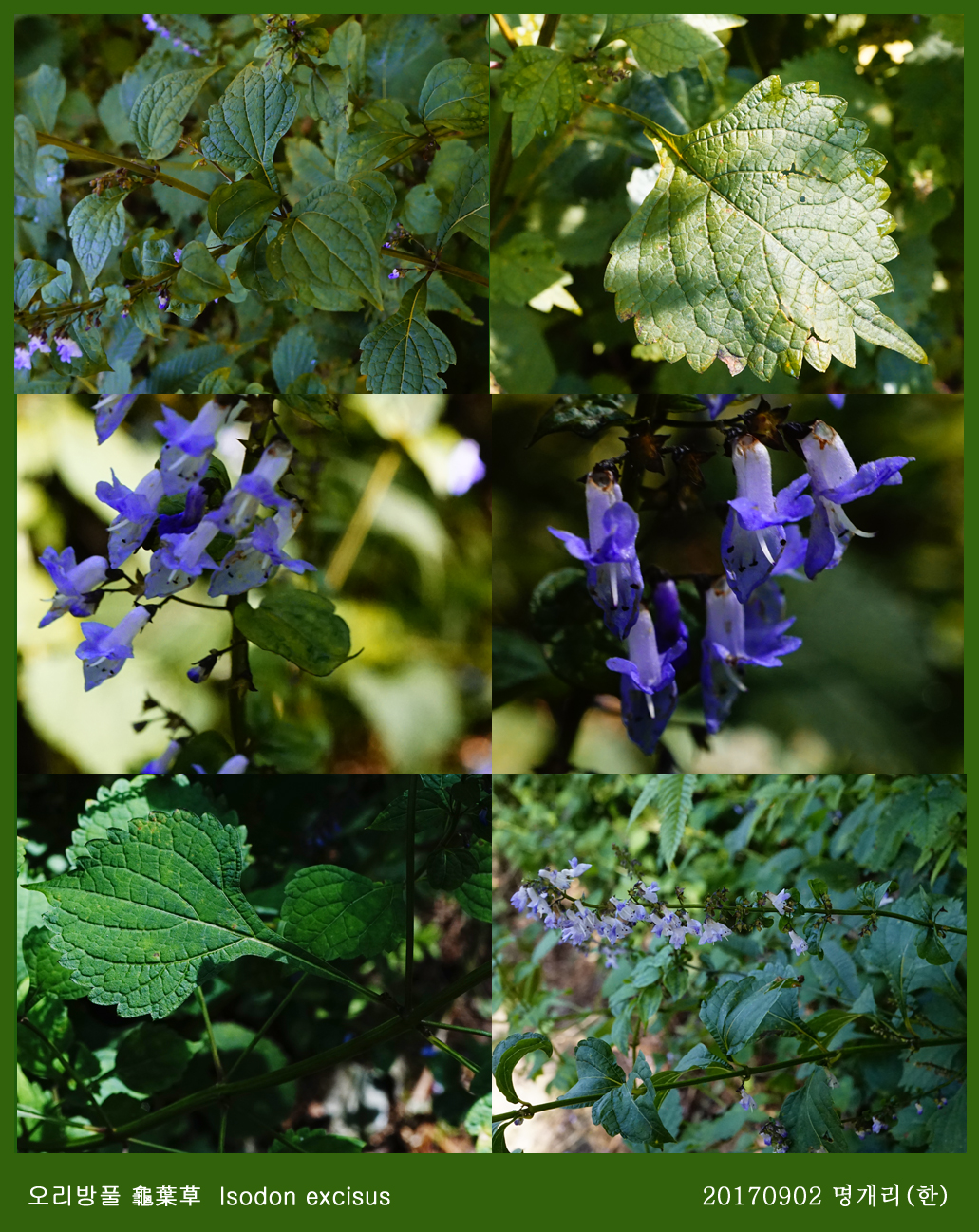 7-오리방풀 0902-2017 오대산명개리 (한)003