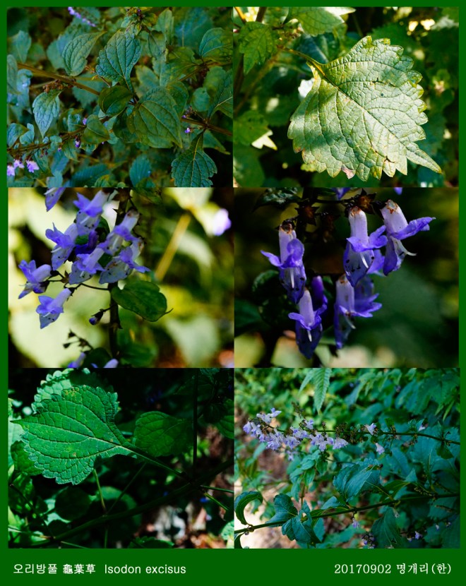 7-오리방풀 0902-2017 오대산명개리 (한)003