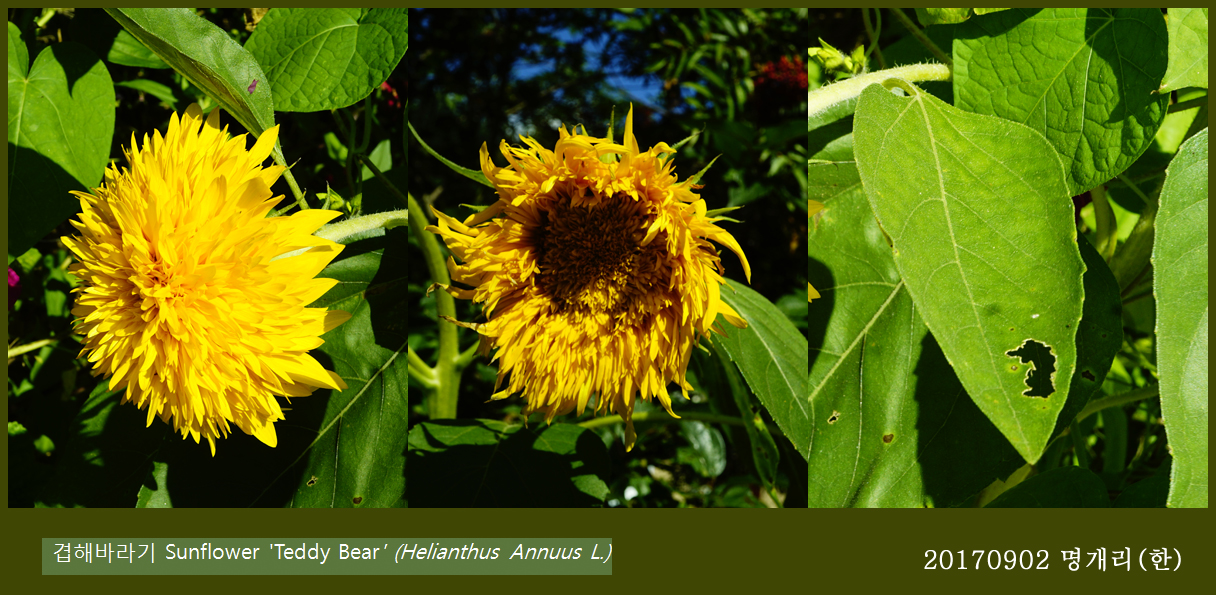 71-겹해바라기 0902-2017 오대산명개리 (한)002