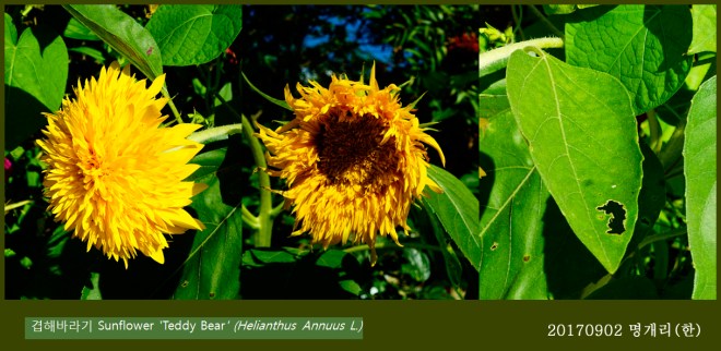 71-겹해바라기 0902-2017 오대산명개리 (한)002