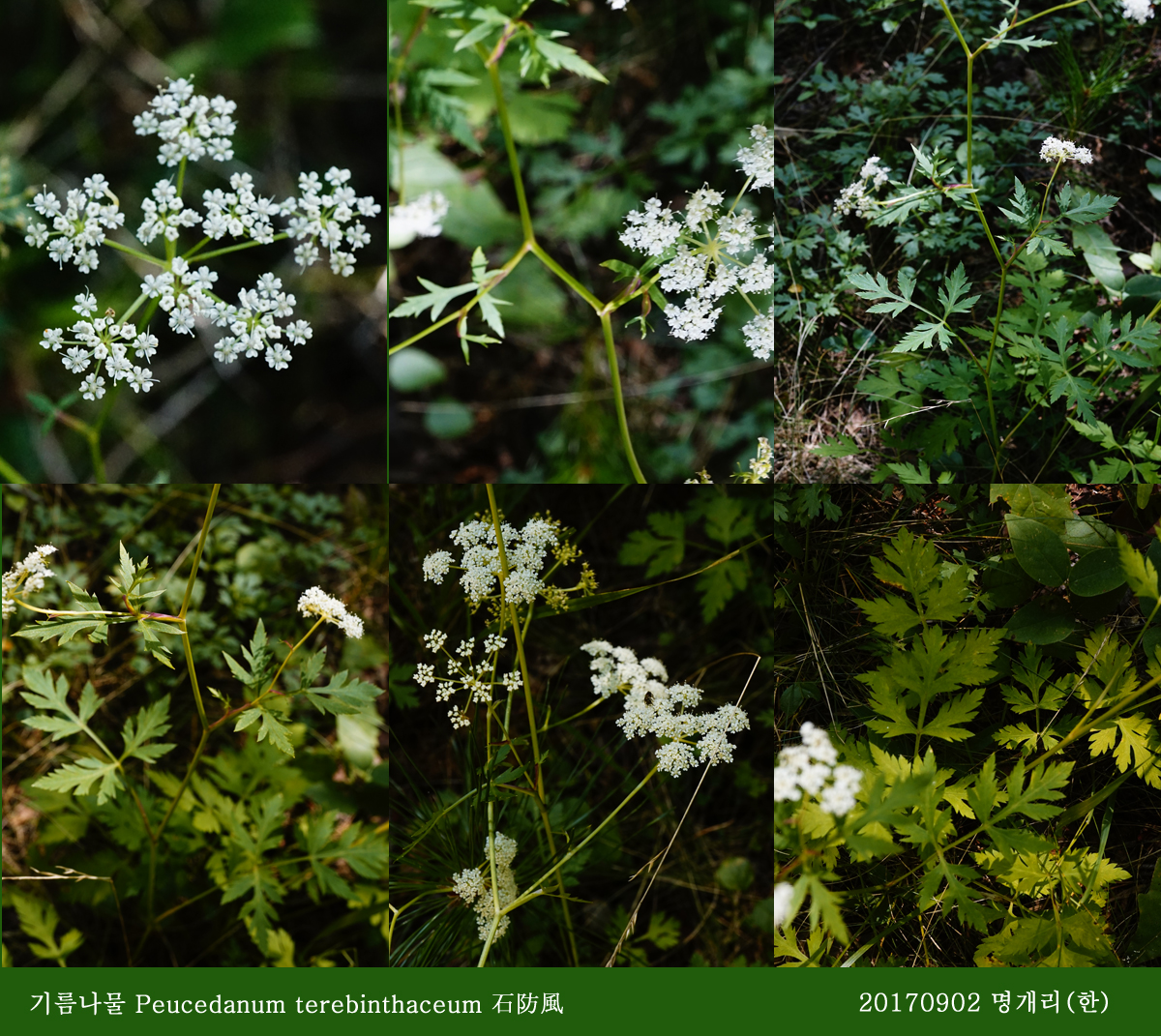 8-1 기름나물 0902-2017 오대산명개리 (한)008