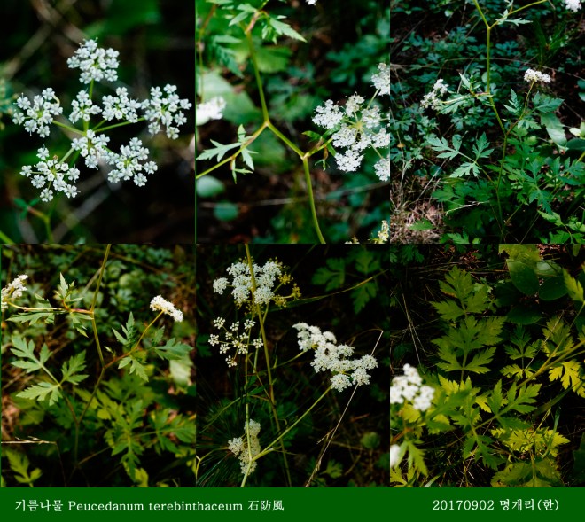 8-1 기름나물 0902-2017 오대산명개리 (한)008