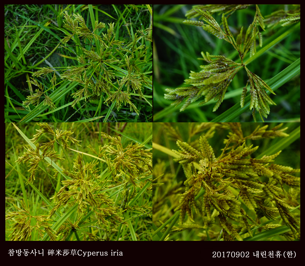 8- 참방동사니  0902-2017 동홍천휴게소 (한)003.jpg