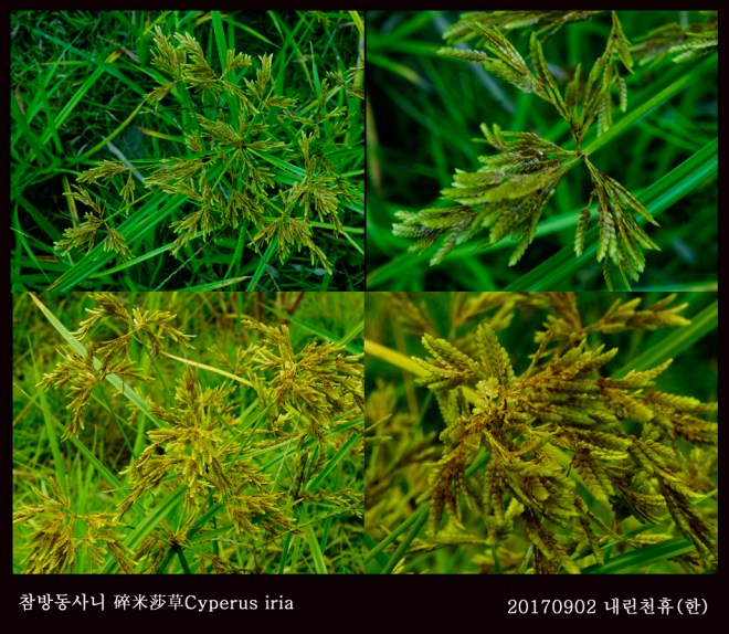 8- 참방동사니  0902-2017 동홍천휴게소 (한)003.jpg