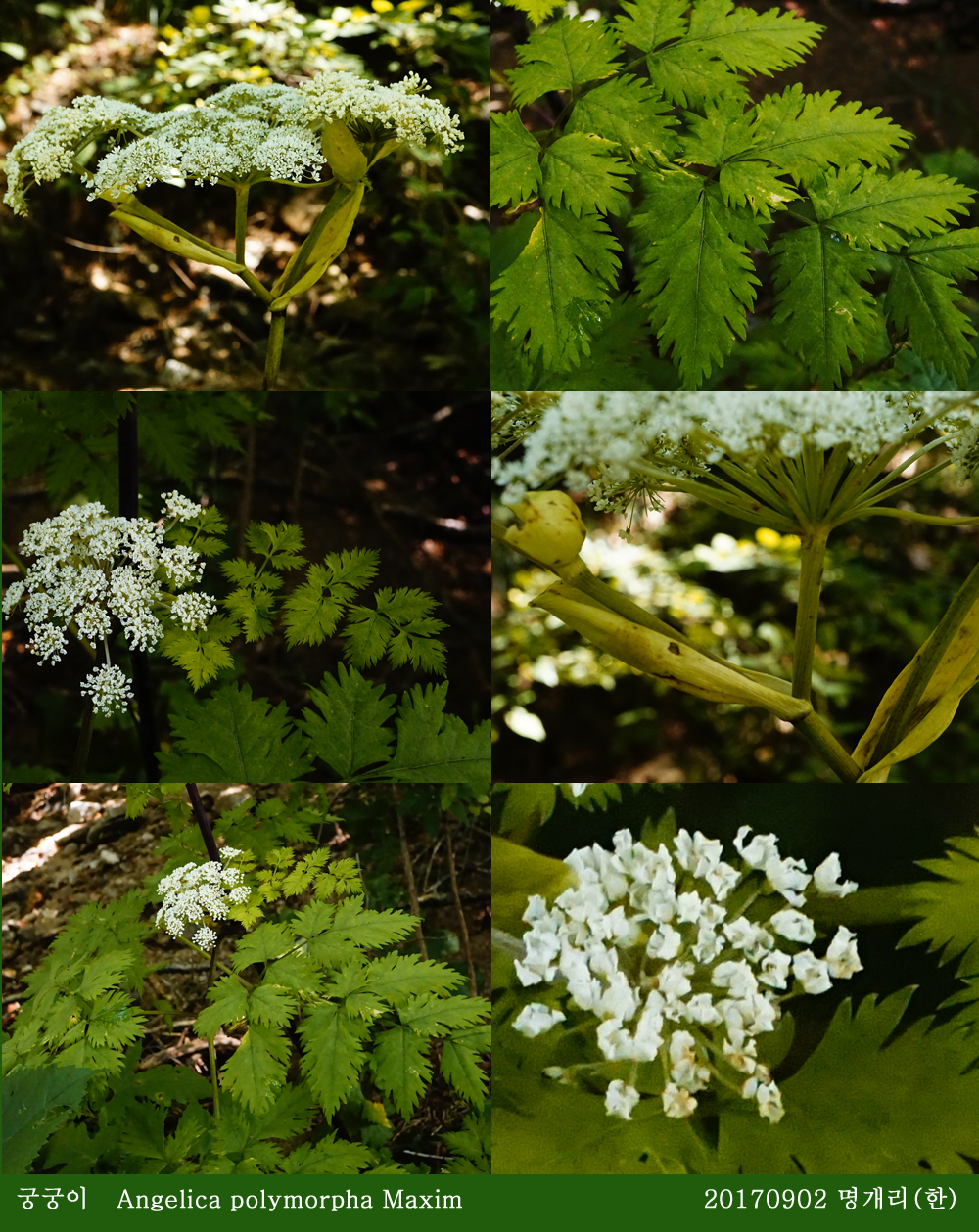 9-궁궁이 0902-2017 오대산명개리 (한)002