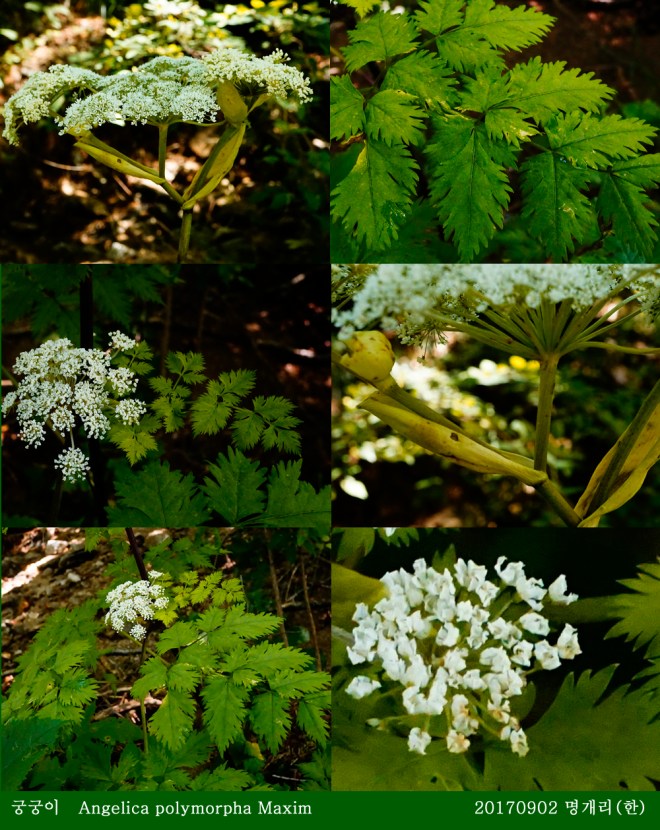 9-궁궁이 0902-2017 오대산명개리 (한)002