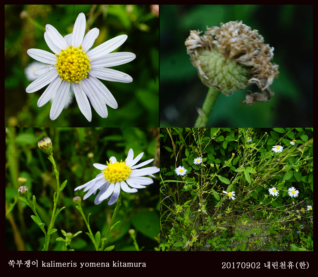 9-쑥부쟁이 0902-2017 동홍천휴게소 (한)001