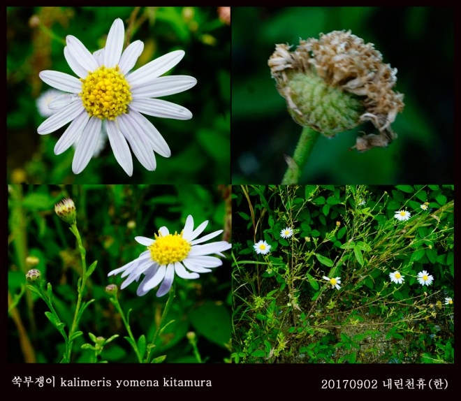 9-쑥부쟁이 0902-2017 동홍천휴게소 (한)001