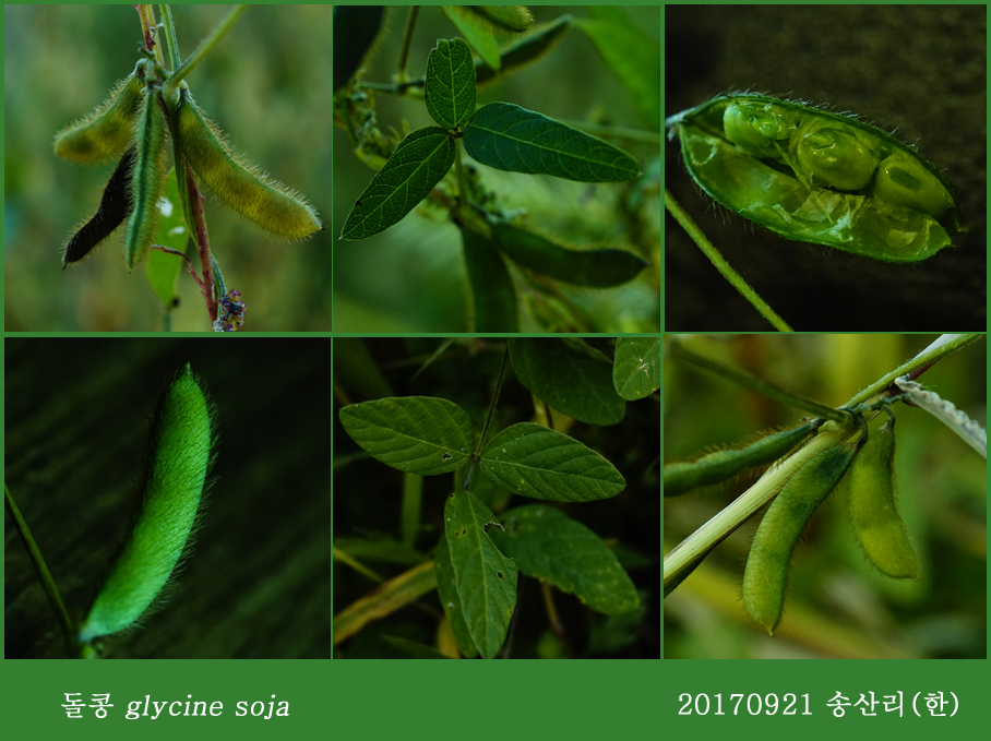 돌콩  0917-2017 소백산새밭(한)00.jpg