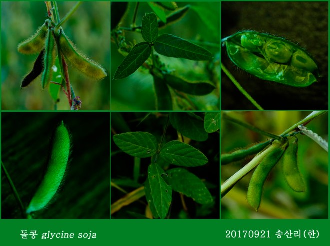 돌콩  0917-2017 소백산새밭(한)00.jpg