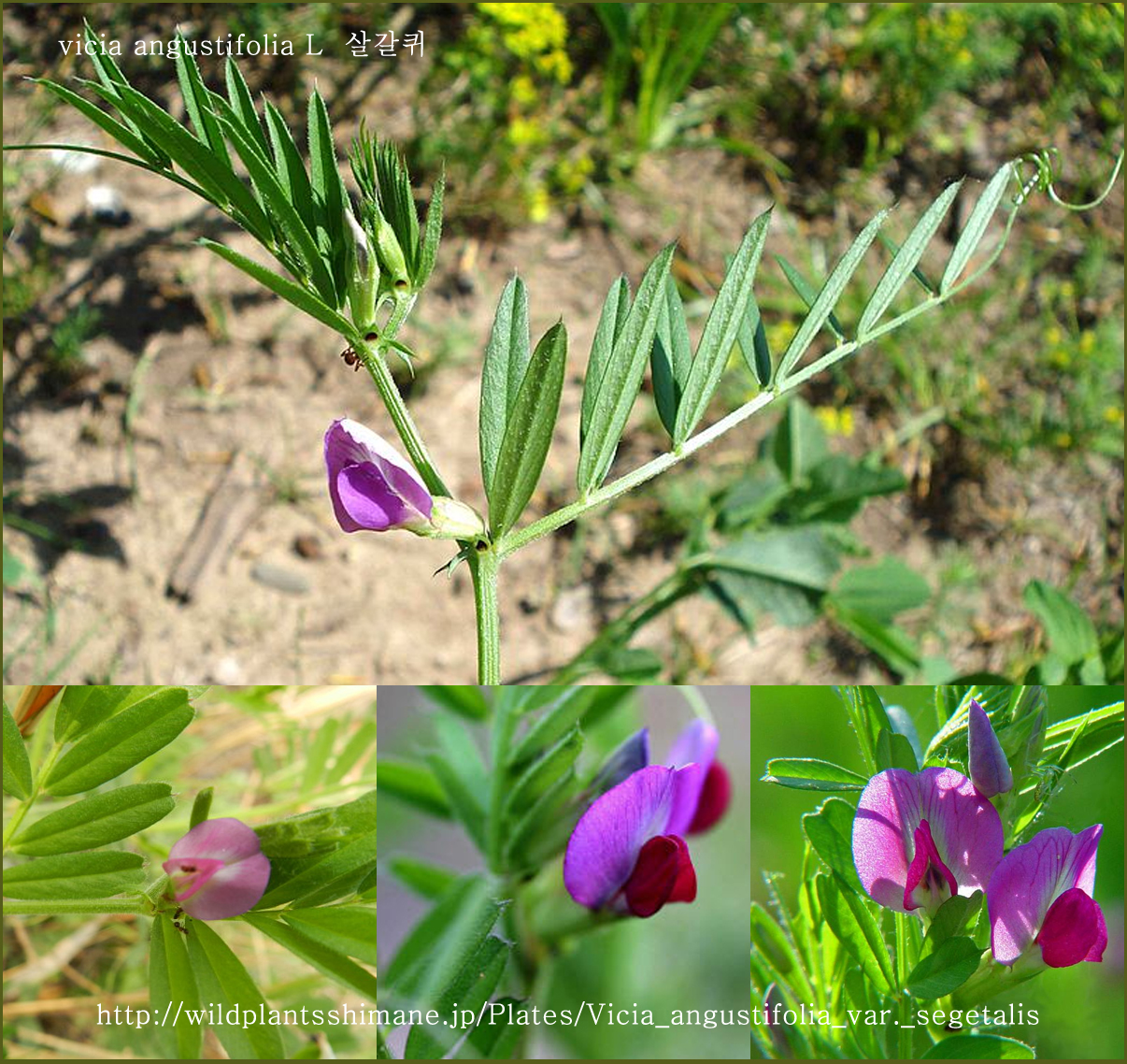 살갈퀴 vicia angustifolia