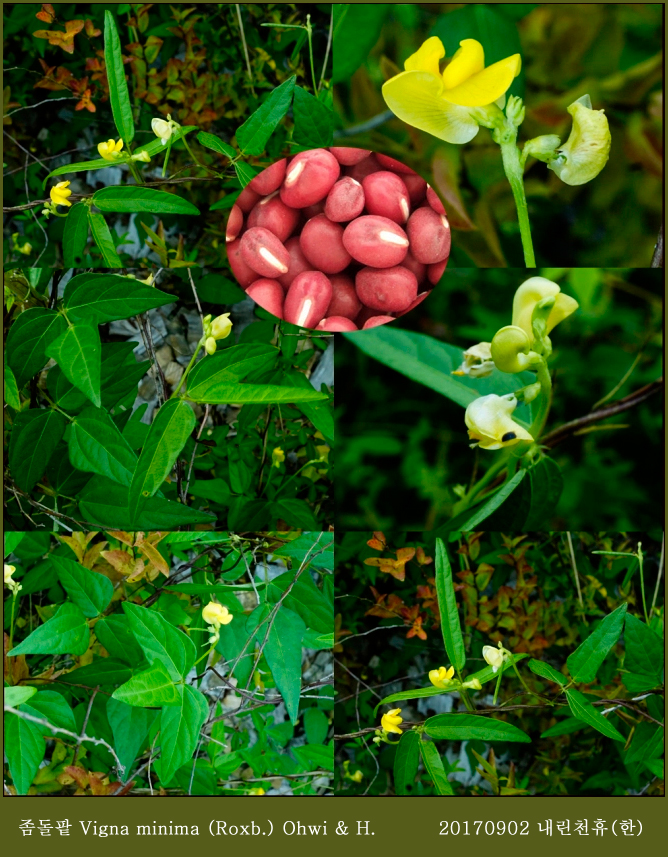 좀돌팥 Vigna minima (Roxb.) Ohwi & H.jpg