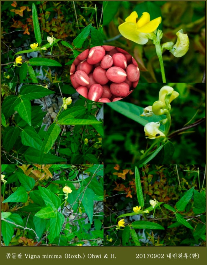 좀돌팥 Vigna minima (Roxb.) Ohwi & H.jpg