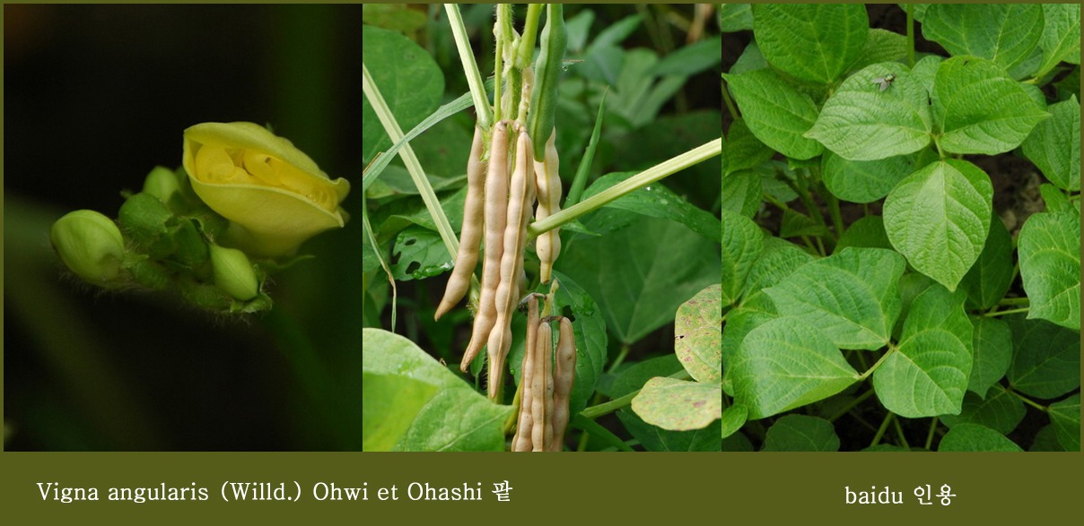 팥 Vigna angularis (Willd.jpg