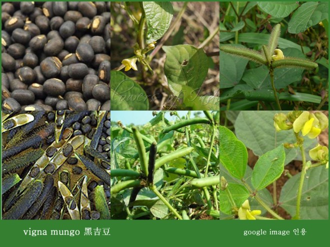 흑길두.jpg