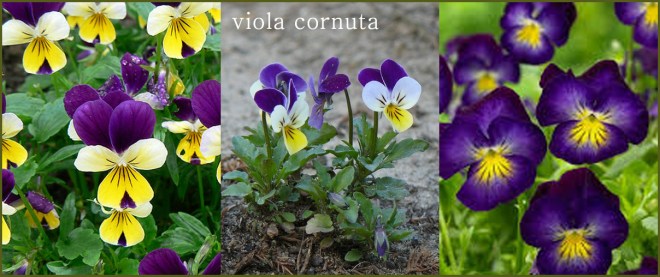 viola cornuta.jpg